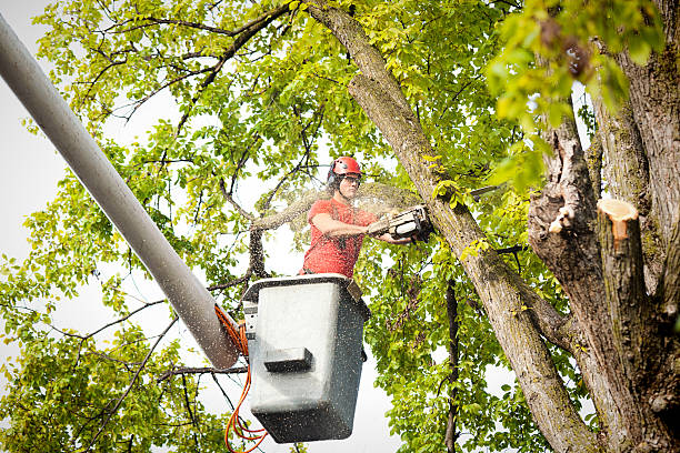 Whiteville, TN  Tree Services Company